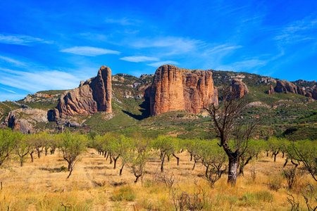 Young olive grove. The Mallets of Riglos is a conglomerate of rock formations. Sunny afternoon. Incredibly beautiful rocks - part of the foothills of the Pyrenees. Spain. Aragon.の写真素材