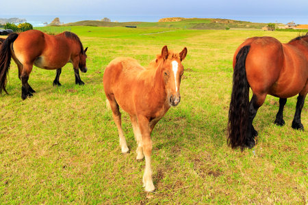 Adorable foal grazing in the meadow not far from the sea shore. Mountain horses of the Basque Country. Spain.の写真素材