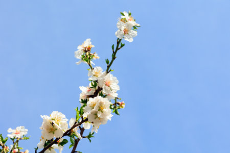 Snow-white almond flowers with yellow stamens against a clear blue sky. Delicate white flowers attract bees. Gorgeous almond grove in bloom. Wonderful spring day in Israel.の写真素材