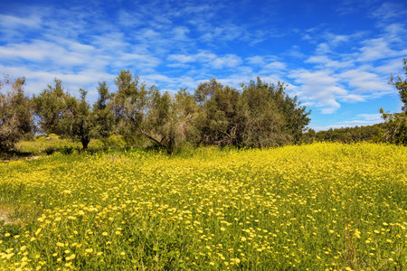The green forest Ben Shemen in the center of Israel. Clean clear air and blue sky. Lovely yellow flowers of colza honey plant  in forest glades. Clean clear air and blue sky with light clouds over the forest.の写真素材