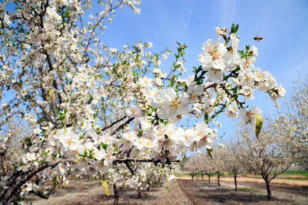 Bees collect nectar - the sweet juice of almond flowers. Delicate white flowers attract bees. Gorgeous almond grove in bloom. Wonderful spring day in Israel.の写真素材