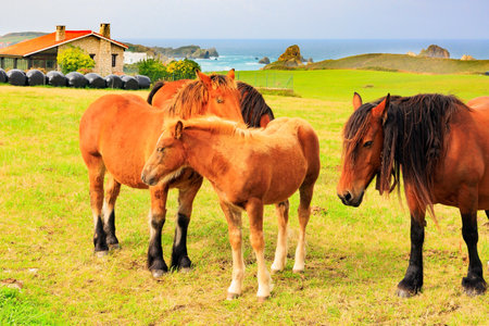 Group of beautiful horses are grazing on a green grassy meadow not far from the sea shore. Mountain horses of the Basque Country. Spain.の写真素材