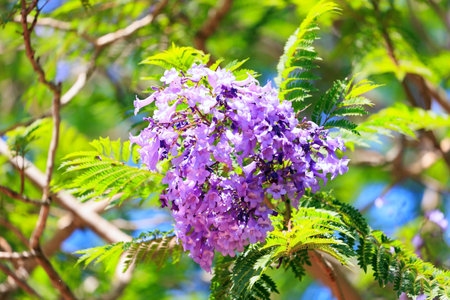 Blooming spring jacaranda blooms with lilac flowers gathered in bunches. Spring flowering trees in Shomron. Spring came. Israel.の写真素材