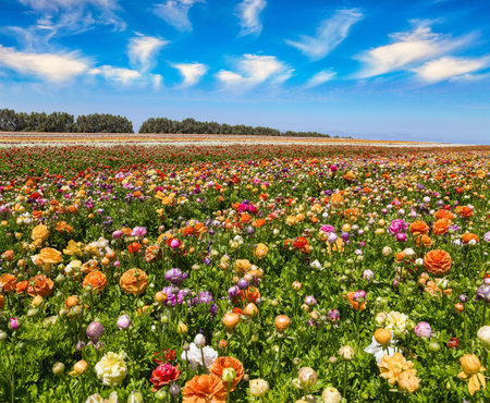 Huge field of colorful blossoming buttercups. Spring in the south of Israel. Picturesque large garden flowers of bright colors are planted in wide stripes. Warm day.の写真素材
