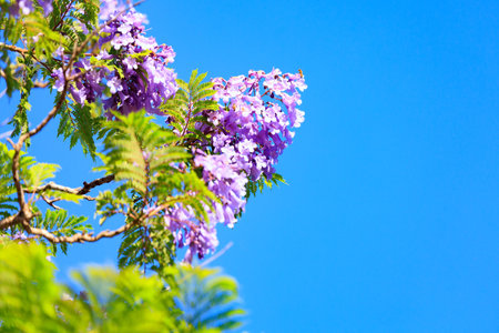 The magnificent jacaranda blooms with lilac flowers gathered in bunches. Spring came. Clear blue sky. Spring flowering trees in Shomron. Israel.の写真素材