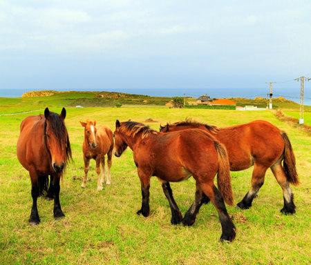 Group of beautiful horses are grazing on a green grassy meadow not far from the sea shore. Spain. Mountain horses of the Basque Country.の写真素材