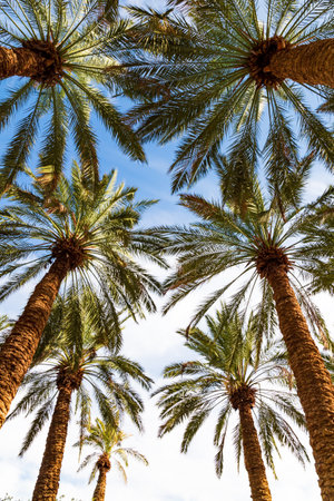 Tall palm trees are beautifully lit by the midday sun. Grove of date palms. The Judean Desert is a desert area in Israel located to the west of the Dead Sea. Israel.の写真素材