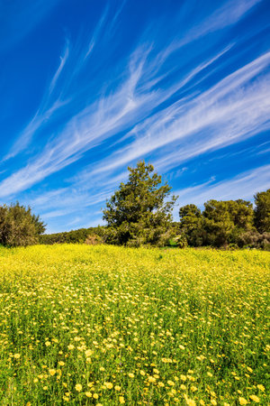Spring green grass and flowers grow in forest glades. The forest in the center of Israel. Forest Ben Shemen. Clean air and blue sky.の写真素材