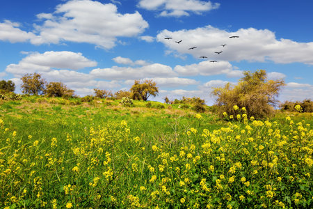 Forest Ben Shemen. Common colza is a honey plant. Spring green grass and flowers grow in forest glades. The forest in the center of Israel. Clean air and blue sky.の写真素材