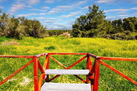 The green forest Ben Shemen in the center of Israel. Lovely yellow flowers of colza honey plant  in forest glades. The glades is fenced with red railingsの写真素材