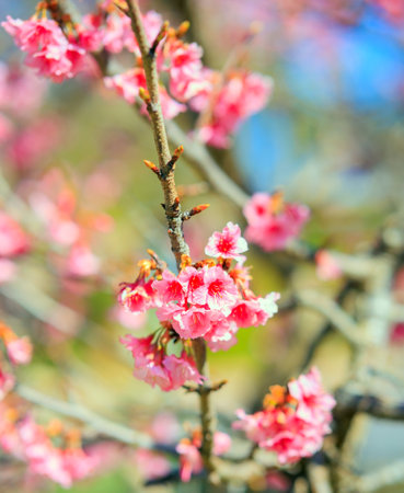 Pink terry fluffy cherry flowers. Branches of a blossoming cherry tree on a blur background.  Bright sunny day.の写真素材