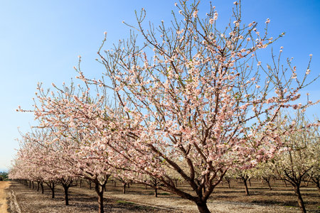 Blooming almond trees. Gorgeous almond grove in bloom. White and pink flowering almond trees grow in even rows. Fallen flowers cover the ground like an even carpet.の写真素材