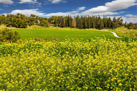 Forest Ben Shemen. Common colza is a honey plant. Spring green grass and flowers grow in forest glades. The forest in the center of Israel. Clean air and blue sky.の写真素材
