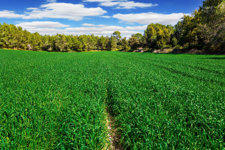 Big edge of the forest. The green forest Ben Shemen in the center of Israel. The first green farm shoots. Clean clear air and blue sky with light cloudsの写真素材