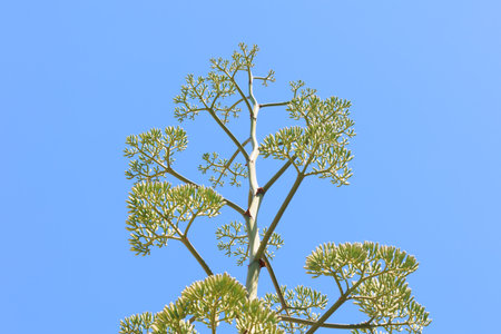 Blooming acacia blooms with yellow and orange small flowers. Spring flowering trees in Shomron. Israel. Clear blue sky. Spring came.の写真素材