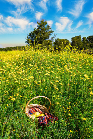 Forest Ben Shemen. There is a picnic basket in the grass; Spring green grass and flowers grow in forest glades. Common colza is a honey plant. The forest in the center of Israel.の写真素材