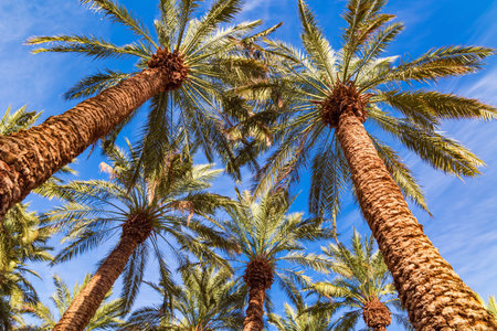 Tall palm trees are beautifully lit by the midday sun. Grove of date palms. The Judean Desert is a desert area in Israel located to the west of the Dead Sea. Israel.の写真素材