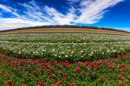 Huge field of colorful buttercups. Picturesque large garden flowers of bright colors are planted in wide stripes. Spring in the south of Israel. Warm sunny spring dayの写真素材
