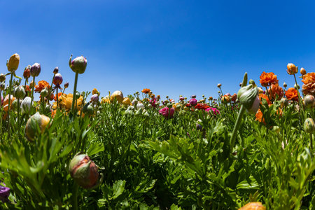 Spring in the south of Israel. Picturesque large garden flowers. Magnificent kibbutz field of blossoming buttercups. Warm sunny spring dayの写真素材