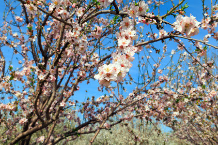Warm sunny spring day. Snow-white almond flowers with yellow stamens against a clear blue sky. Almond grove in Migdal HaEmek. Branches of flowering almond treesの写真素材