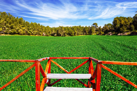 The green forest Ben Shemen in the center of Israel. The first green farm shoots. The glades is fenced with red railings.の写真素材
