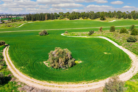 Dirt roads and rural fields. Spring grass and flowers grow in forest glades. The picture was taken from a bird's eye view. The green forest Ben Shemen in the center of Israel.の写真素材