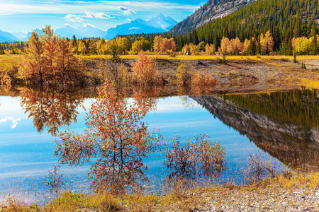 Gorgeous Canadian autumn. Picturesque Abraham Lake. The yellow and orange leaves of autumn trees are reflected in the smooth water of Abraham Lake. Sunny day in October.の写真素材