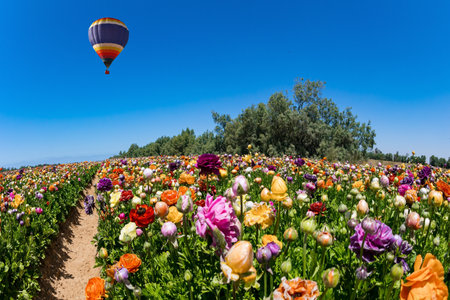 Huge multicolor balloon flies over the field. Picturesque large garden flowers of bright colors are planted in wide stripes. Spring in the south of Israel.の写真素材