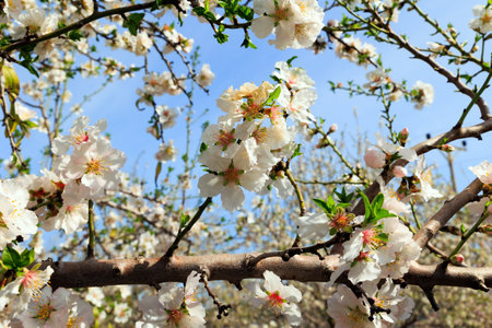 Snow-white almond flowers with yellow stamens against a clear blue sky. Blooming almond trees. Almond Grove in Migdal HaEmek. Early spring in Israel.の写真素材