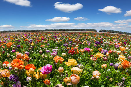 Large garden buttercups /ranunculus/ of bright colors are planted in wide stripes. Bright and hot spring day. Magnificent kibbutz field. Spring in the south of Israel.の写真素材