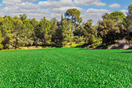 Big edge of the forest Ben Shemen in the center of Israel. The first green farm shoots. Clean clear air and blue sky with light cloudsの写真素材