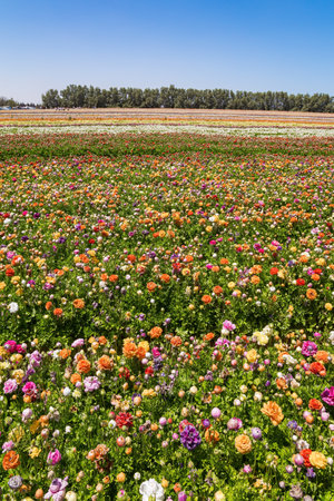Spring in the south of Israel. Warm day. Picturesque large garden flowers of bright colors are planted in wide stripes. Huge field of colorful blossoming buttercups.の写真素材