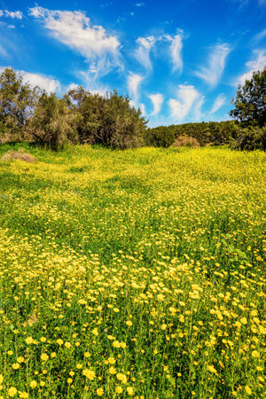 Spring green grass and flowers grow in forest glades. The forest in the center of Israel. Forest Ben Shemen. Clean air and blue sky.の写真素材