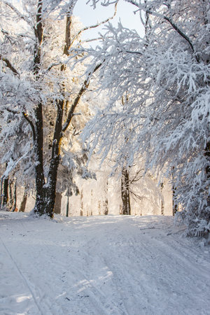 Bright cold sun in the mountains. Sunny winter morning in a snowy forest. New Year's morning in the forest. Snowy road rolled by skis among spruce trees.の写真素材