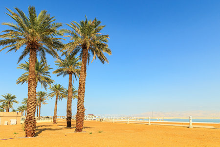 Tall palm trees on the beach. Dead Sea Shore. Famous resort in Israel. The Dead Sea is an endorheic, very salty lake in the Middle East.の写真素材