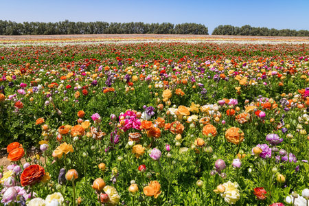 Spring in the south of Israel. Picturesque large garden flowers of bright colors are planted in wide stripes. Huge field of colorful blossoming buttercups. Warm dayの写真素材