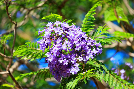 Blooming spring jacaranda. Spring came. Spring flowering trees in Shomron. Israel.の写真素材