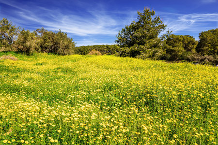 Spring grass and flowers grow in forest glades. The green forest in the center of Israel. Forest Ben Shemen. Clean air and blue sky.の写真素材