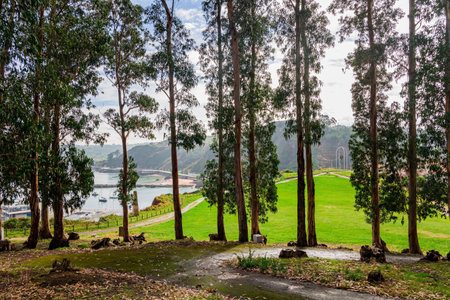 Lovely grove in the city's seaside park on top of a hill. Fishing port in the bay and moored pleasure yachts. Candas. Atlantic coast, Asturias, Spain. Part of the famous Costa Verde beach.の写真素材