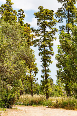 The dirt road passes picturesquely among evergreen and deciduous trees. Light green fresh grass covers hills and plains. Beautiful day in early spring in Israel.の写真素材