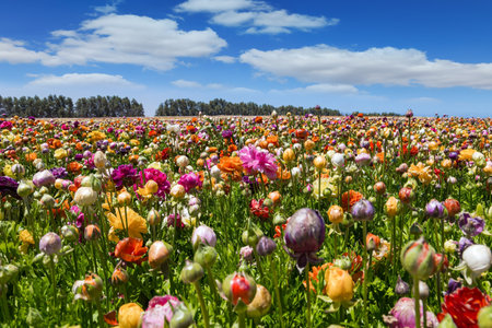 Magnificent kibbutz field of blossoming buttercups. Huge field of colorful buttercups. Spring in the south of Israel. Warm sunny spring dayの写真素材