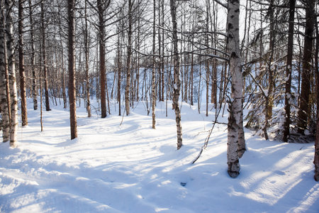 Short winter day in the Arctic. Lapland on a sunny winter day. The sun is low on the horizon. The snow has clear shadows from the trees.の写真素材