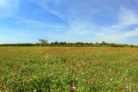 Anemones bloom in February. Delicate bright red flowers cover green grassy glades with a continuous carpet. South of Israel, early springの写真素材
