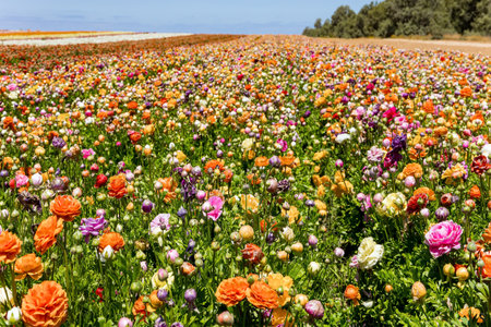 Spring in the south of Israel. Picturesque large garden flowers of bright colors are planted in wide stripes. Huge field of colorful blossoming buttercups. Warm dayの写真素材