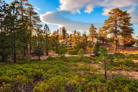 Grove in Bryce Canyon, USA. Hoodoos that look like spiers pointing towards the sky. Natural amphitheater created by erosion.の写真素材
