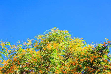 Blooming acacia blooms with yellow and orange small flowers. Spring came. Spring flowering trees in Shomron. Israel.の写真素材