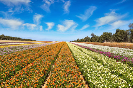 The large garden flowers of bright colors are planted in wide stripes. Huge field of colorful...