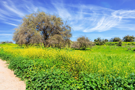 Forest Ben Shemen. The famous green forest in the center of Israel. Spring grass and flowers grow in forest glades. Clean clear air and blue sky with light clouds over the forest.の写真素材