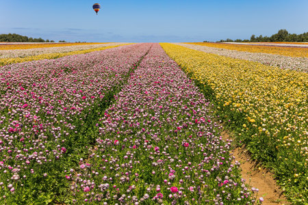 Huge multicolor balloon flies over the field. Spring in the south of Israel. Picturesque large garden flowers of bright colors are planted in wide stripes.の写真素材