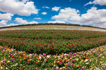 Magnificent kibbutz field. Picturesque large garden buttercups /ranunculus/ of bright colors are...